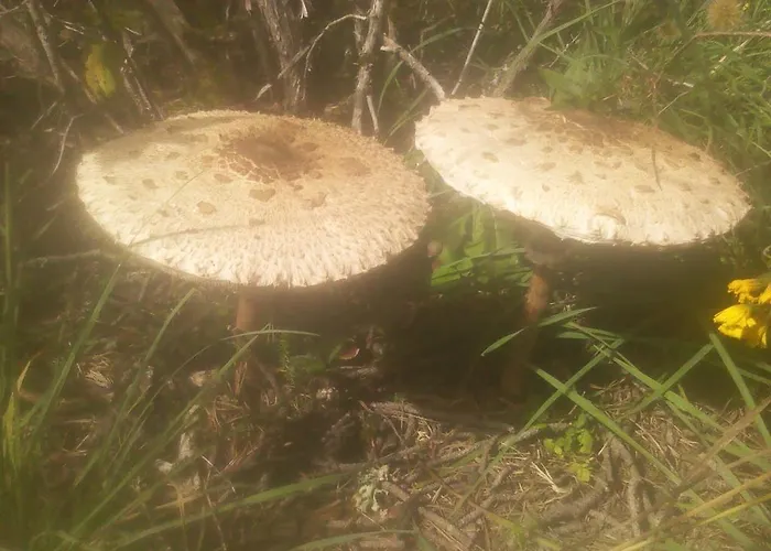 Vendégház Fonda Ca L'abel